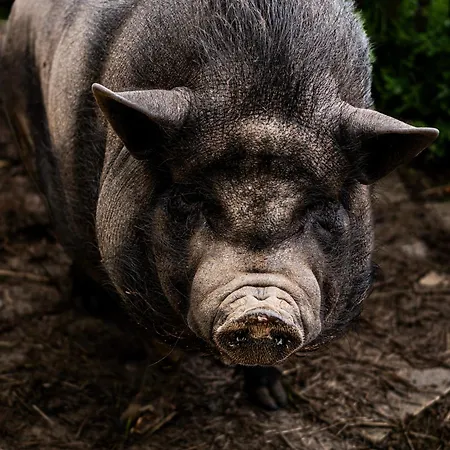 Pays De Joie - Gite-loft Le Piano Lägenhet *
